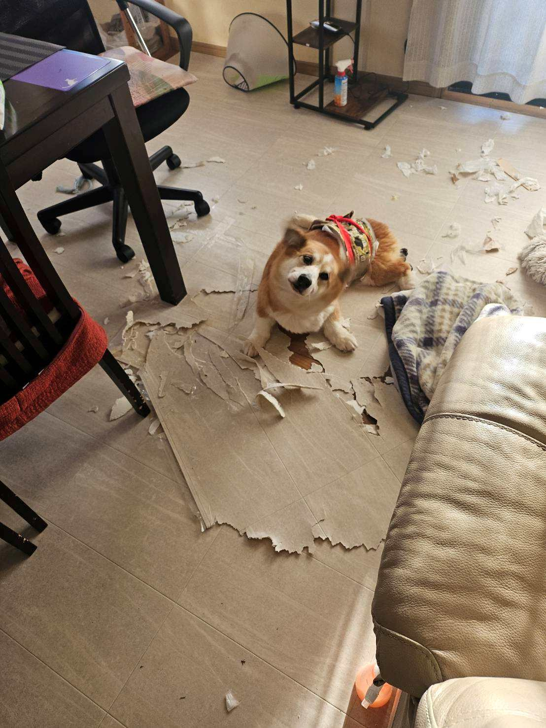 愛犬の皮膚炎が治らない…セカンドオピニオンで1週間ほぼ完治した話の画像