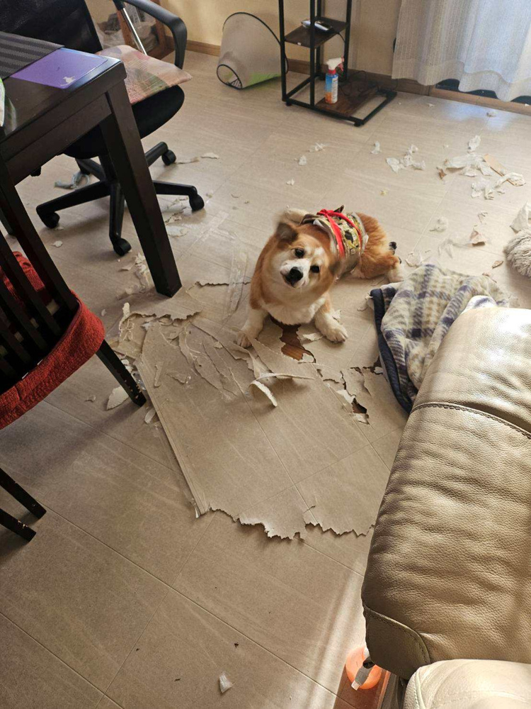 愛犬の皮膚炎が治らない…セカンドオピニオンで1週間ほぼ完治した話の画像