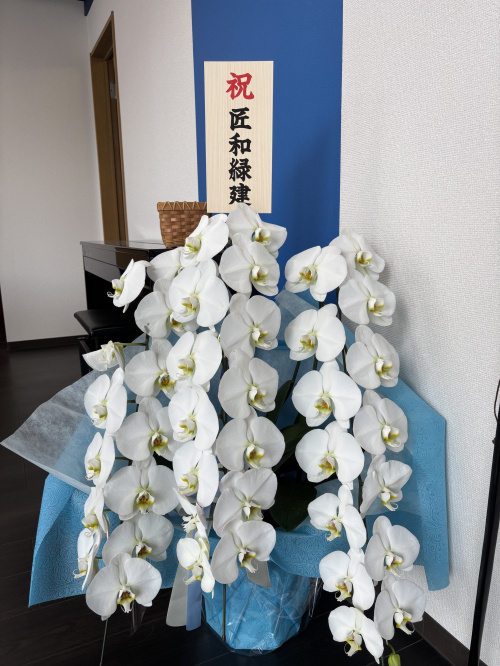 胡蝶蘭を頂きました！の画像