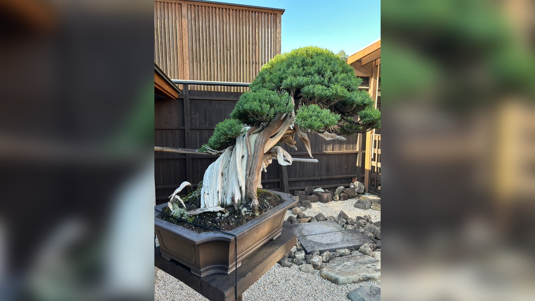 盆栽の画像