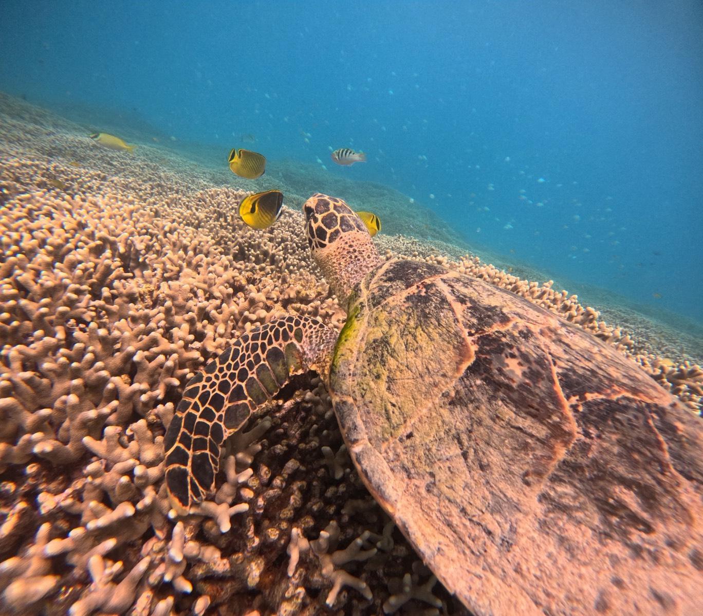 シュノーケリング　in沖縄///の画像