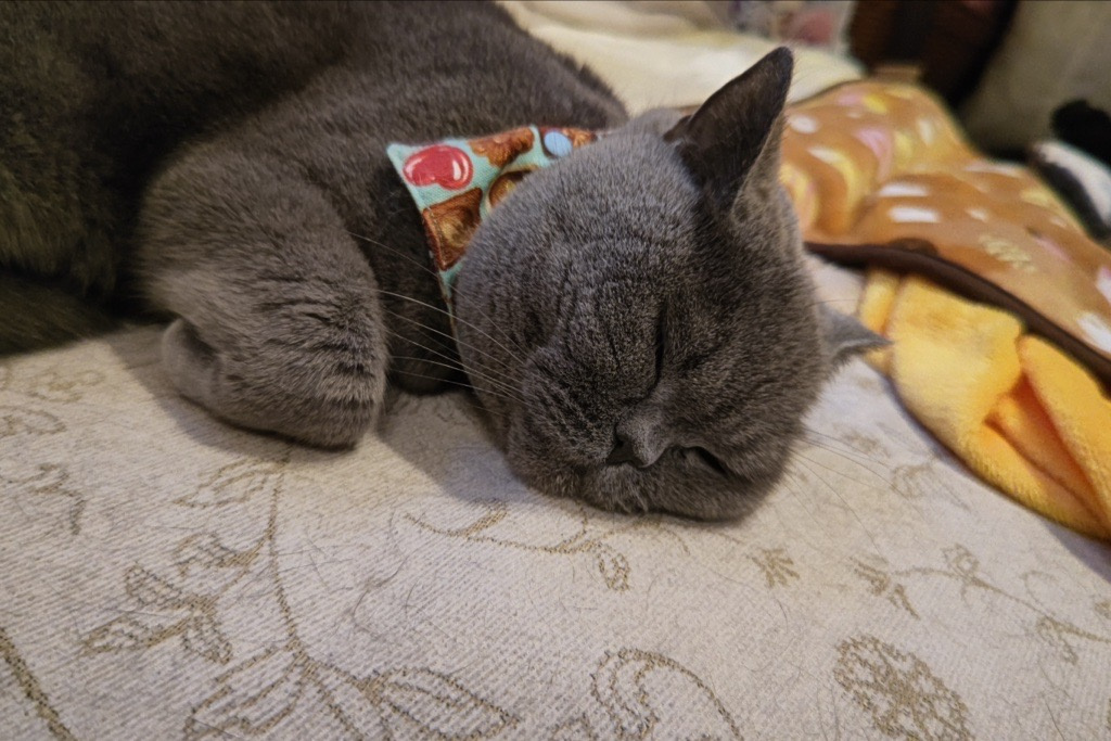 ネコこたつ撤去の画像