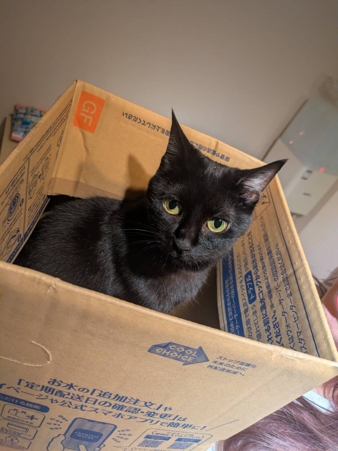 スタッフの愛猫（黒猫ちゃん）