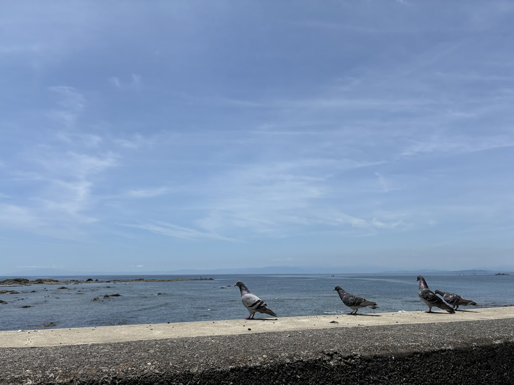 葉山の海沿い旅　＃5の画像