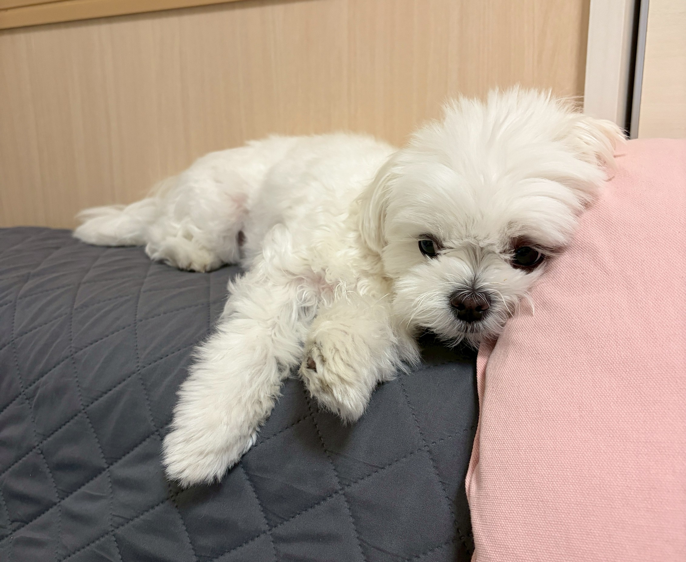 我が家の愛犬の画像