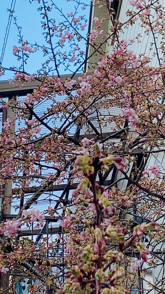 春よ来い！の画像