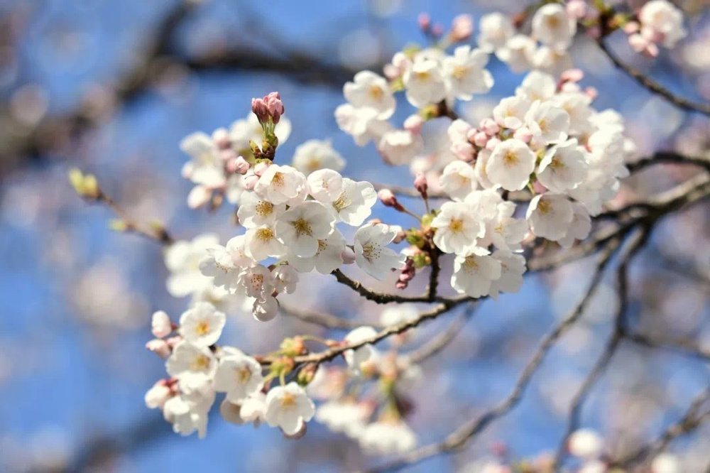 中田敦彦さんの「YouTube大学」の画像