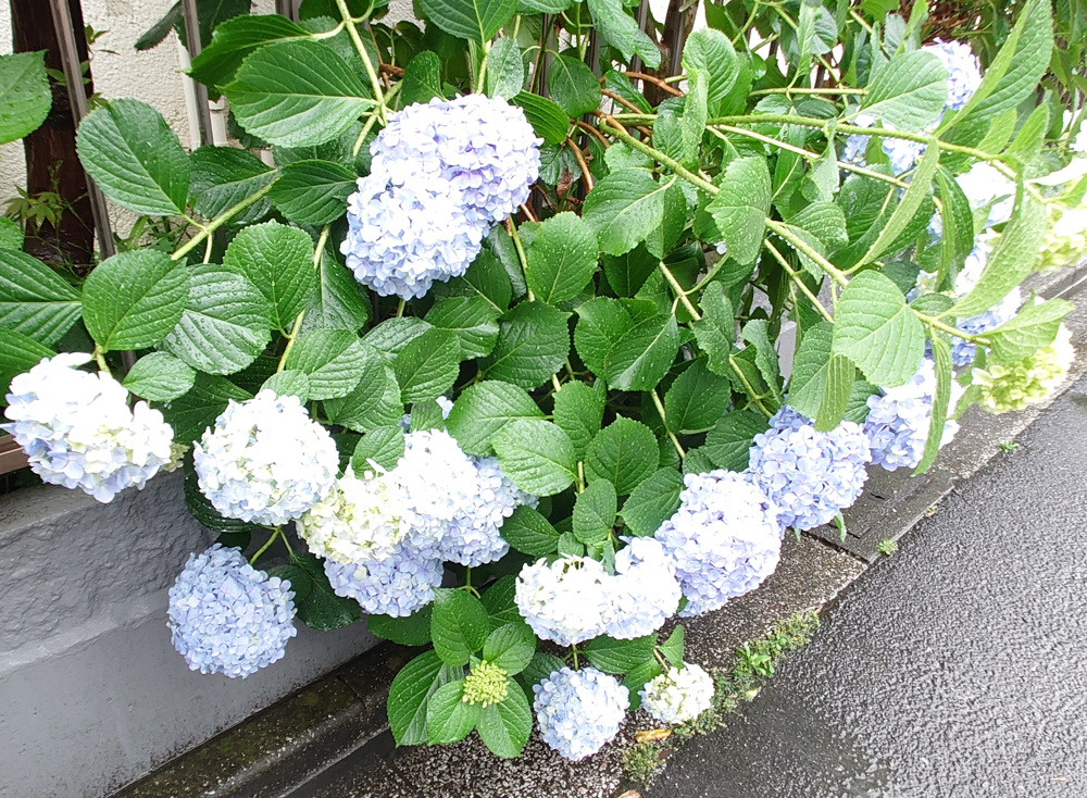 6月になりました！の画像