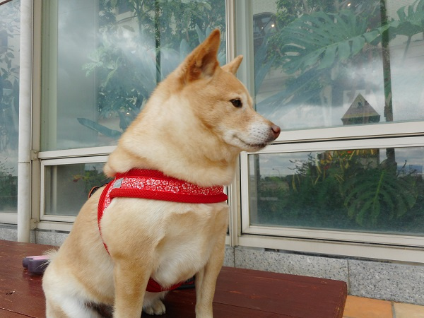 老後の住まいは吹田か堺か？比較のポイントと家族で考えたい選び方の画像