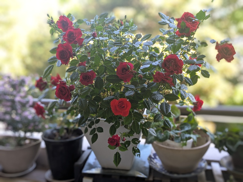 薔薇が見頃を迎えました♪の画像