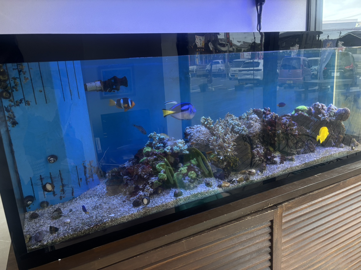 大人気！キッズルームの水槽の画像