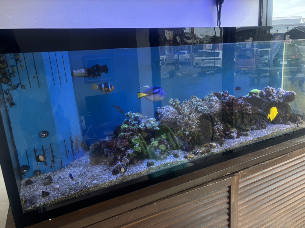 大人気！キッズルームの水槽の画像