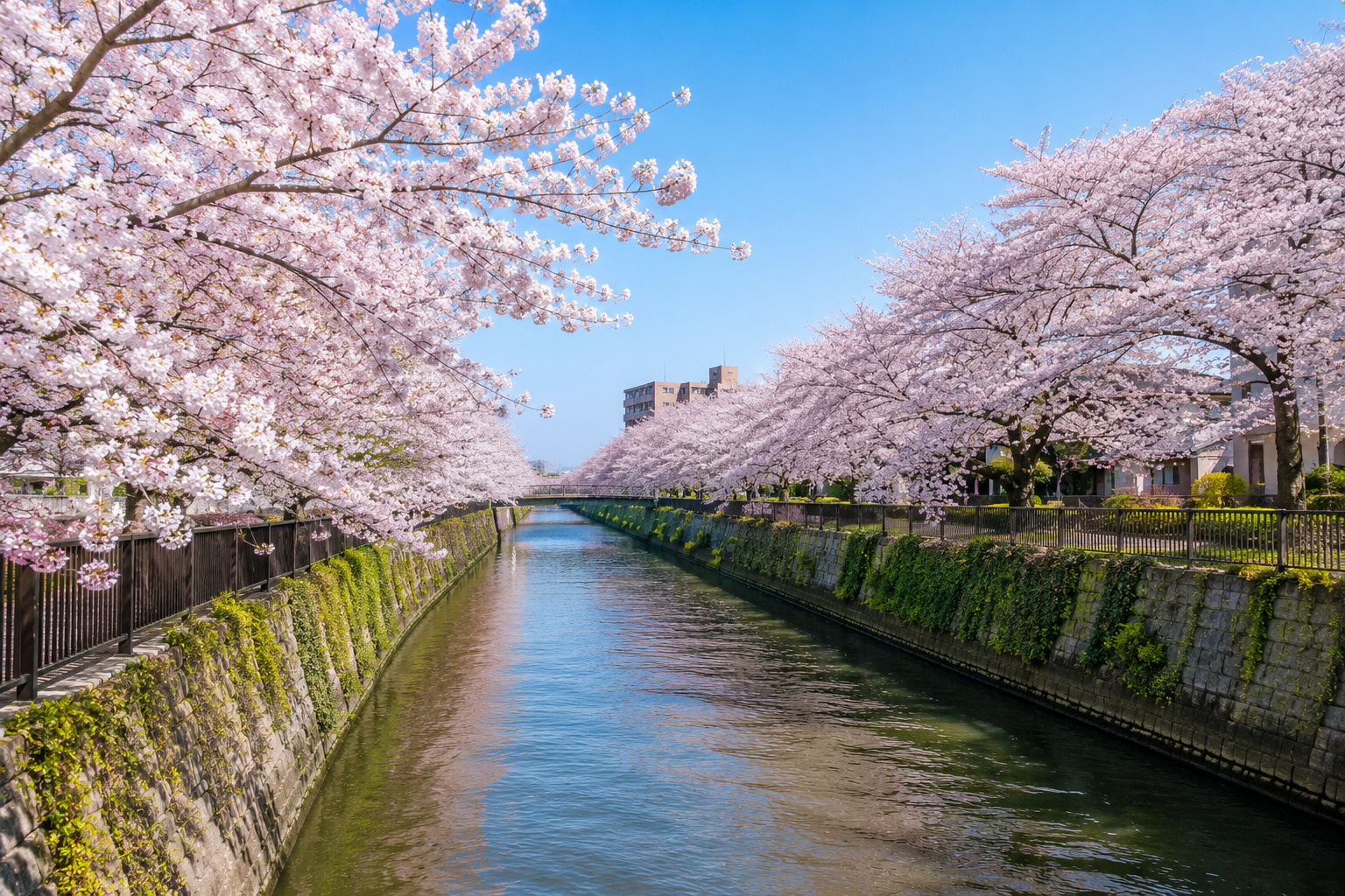 市川市の桜スポットを楽しむ｜真間川・里見公園周辺を歩く春の散策ガイドの画像