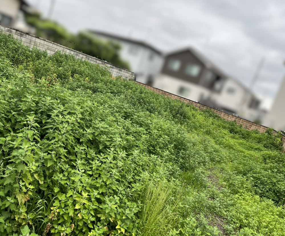 雑草の生い茂る季節ですの画像