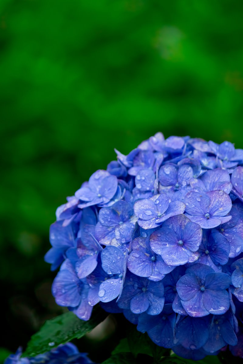 梅雨の主役・紫陽花 その美しさと不思議｜大津市・草津市の不動産購入