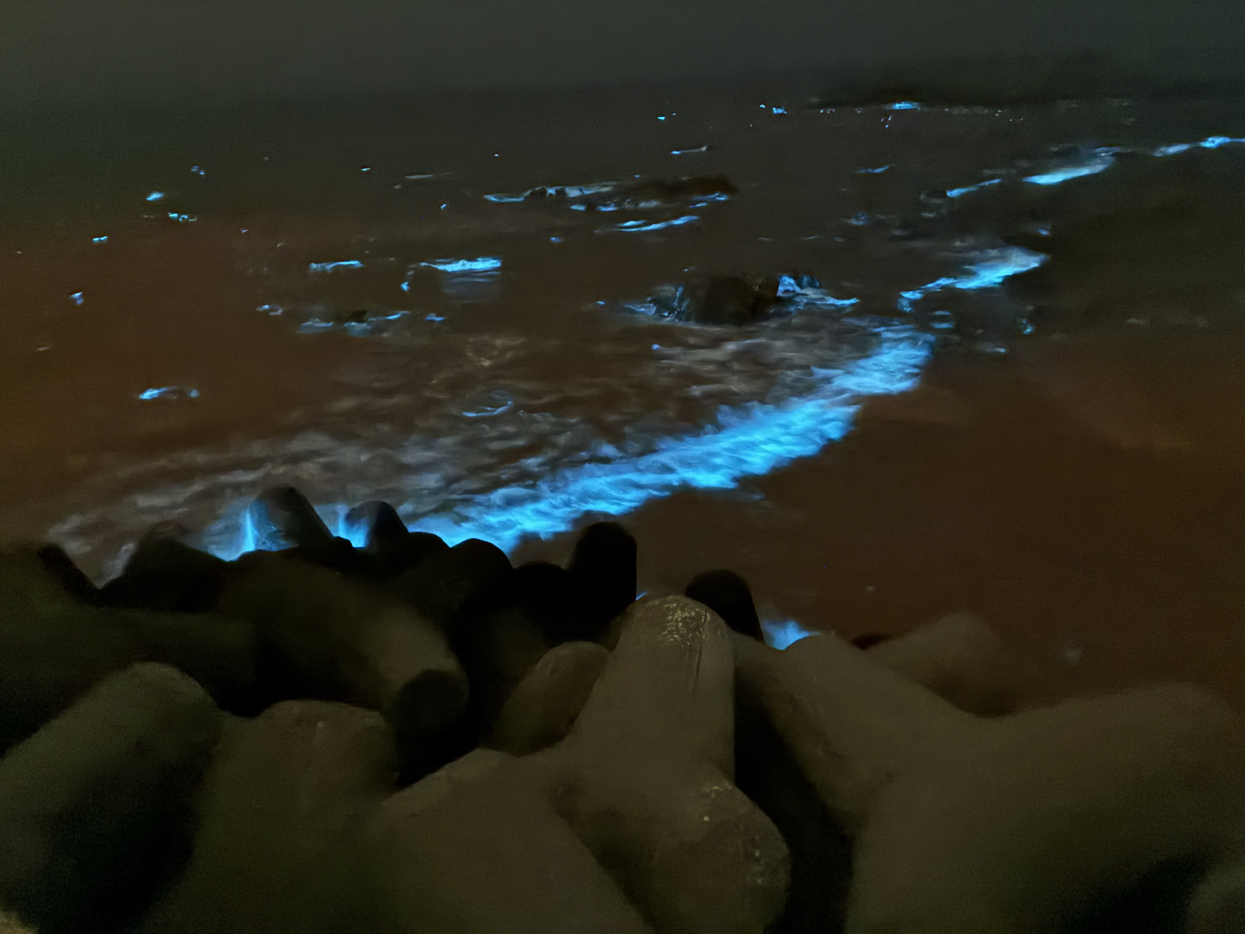 夜光虫　＃６の画像