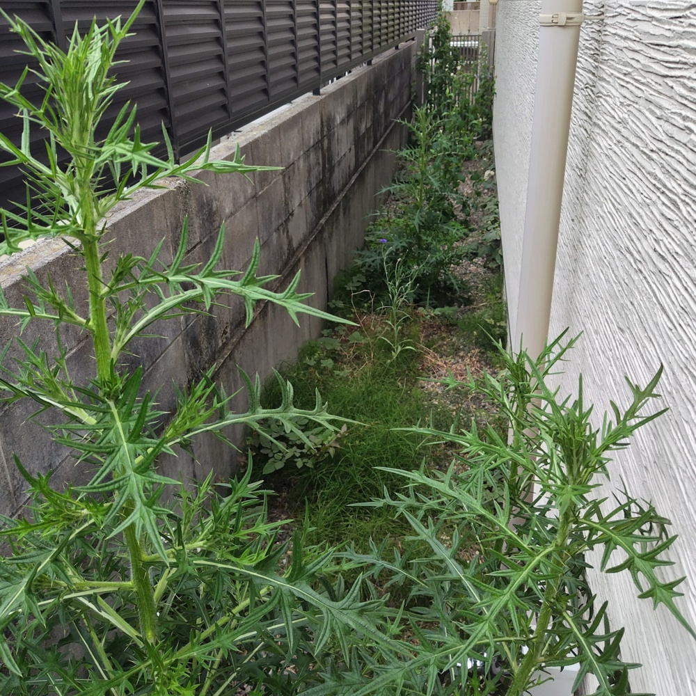 岐阜市の賃貸管理ブログ｜空室戸建ての外回り除草とアザミ処理の実際を詳しく紹介の画像