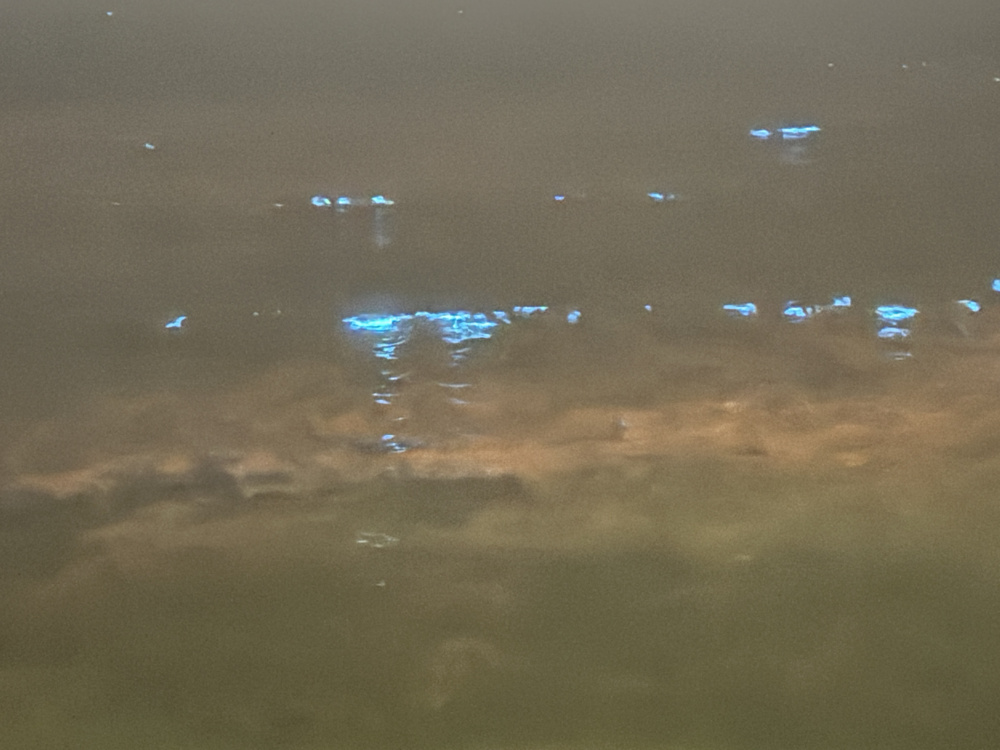 夜光虫の画像