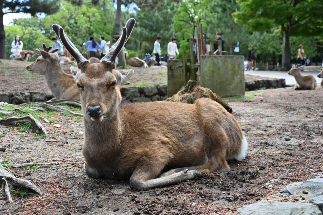 なぜ日本人は動物を神様にするのか？ 自然と共に生きる日本文化の秘密の画像