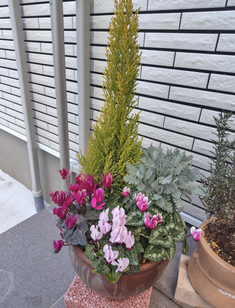 初めての寄せ植えの画像