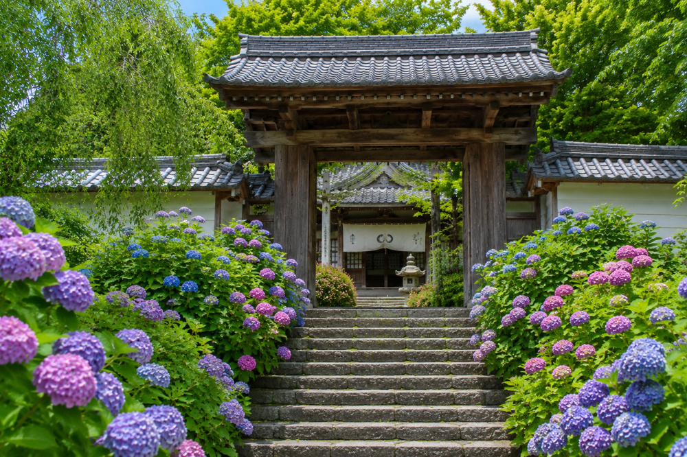 滋賀県の紫陽花スポット完全ガイド2026 見頃・アクセス・穴場まで徹底紹介の画像