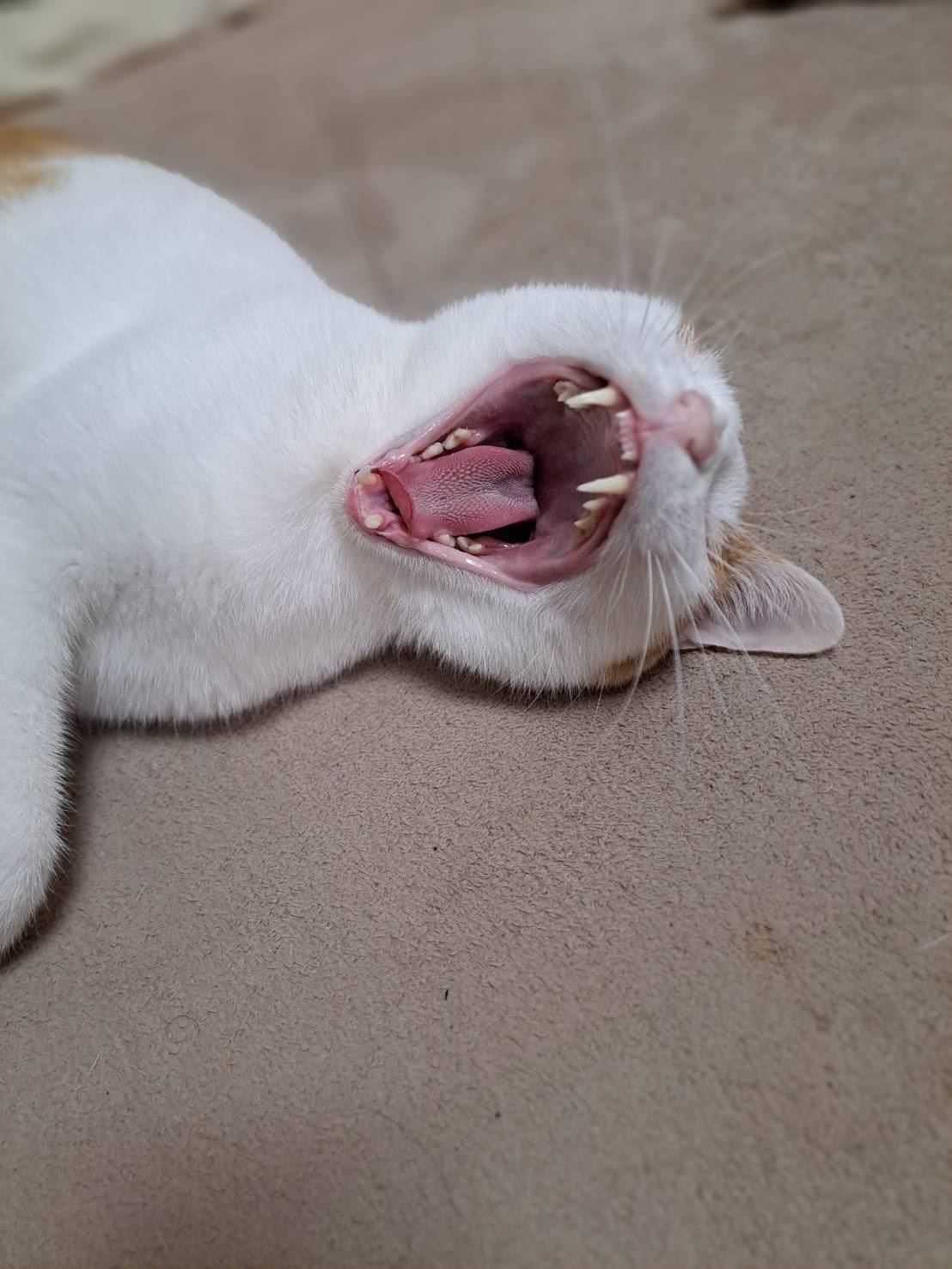 本日のネコ♪の画像