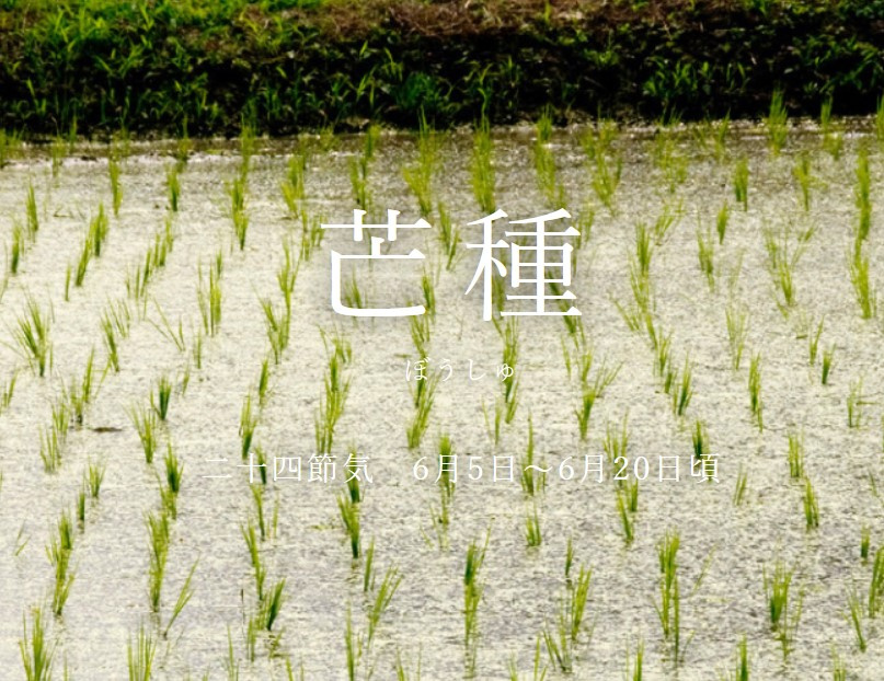 明日6月6日は芒種★の画像