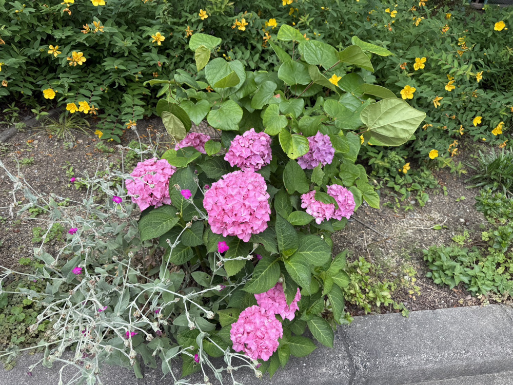 売却依頼ラッシュです！の画像
