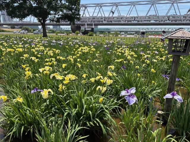江戸川区で毎年人気の 「小岩菖蒲園まつり」が 今年も開催中✨の画像