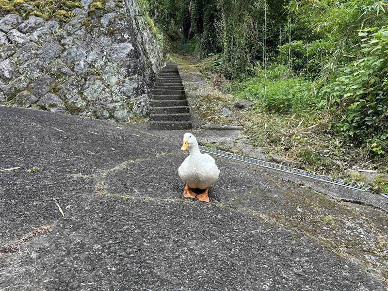 対向鳥の画像