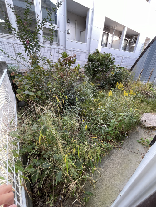 春日井市柏井町・庭 草木の繁茂