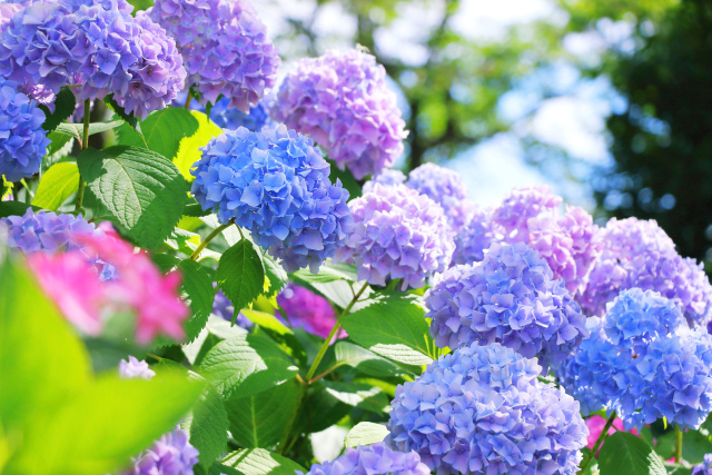 なぜ日本人はあじさいを愛するのか？ ― 梅雨の花に映る日本人の美意識と自然観 ―の画像
