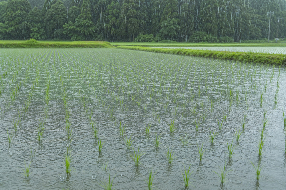 6月11日は「入梅」——暦が教える梅雨の始まりの画像