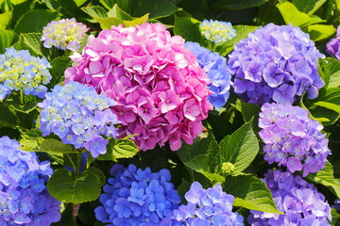 6月13日(土)新聞折込チラシの画像