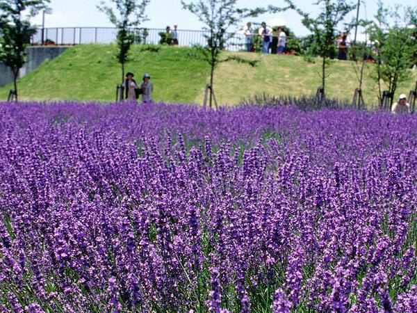 名古屋にも初夏の彩り。季節のイベントを楽しみながら街の魅力を再発見！の画像
