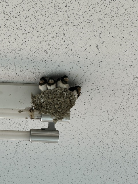 もうすぐ巣立ちの画像