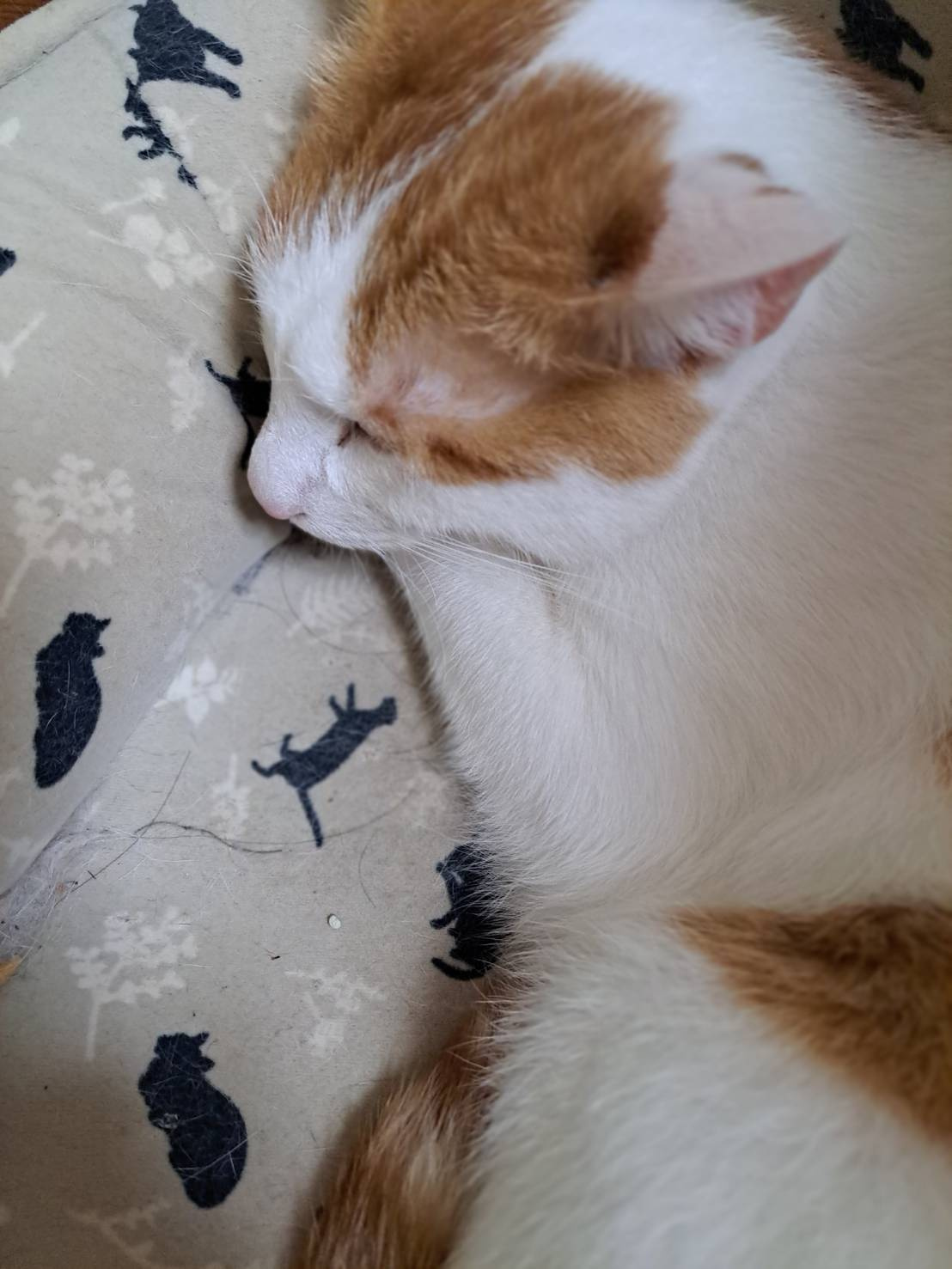 本日のネコ♪の画像