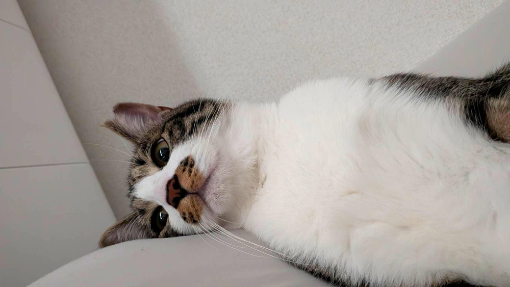 ねこねこねっこの画像