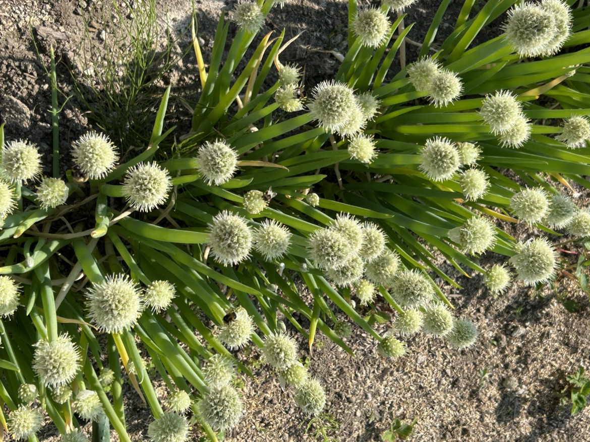 家庭菜園②の画像