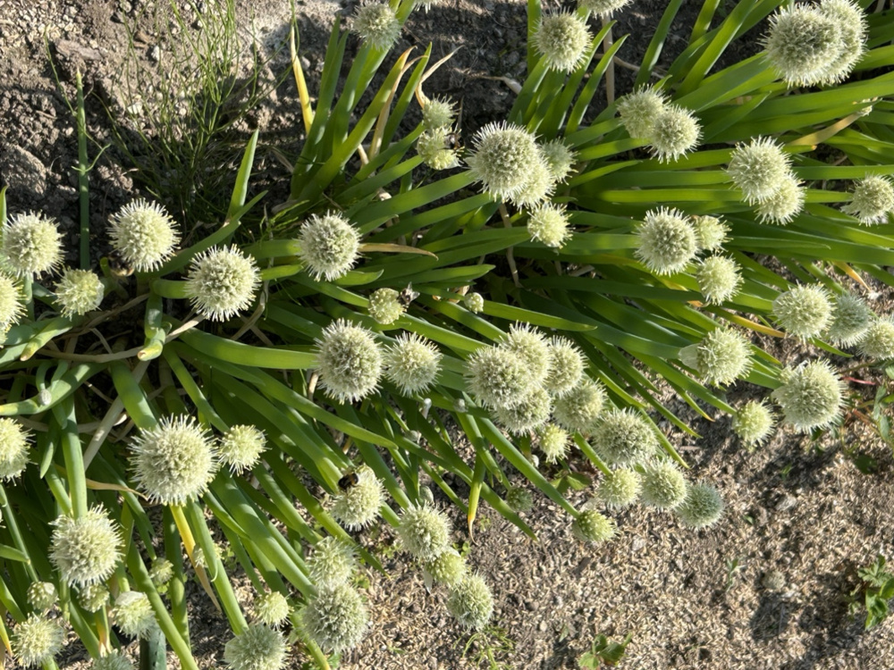 家庭菜園②の画像