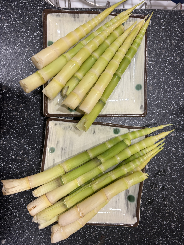 姫竹を飽きるほどにたくさん食べました！の画像