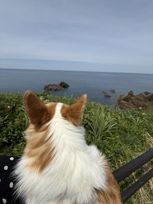 愛犬とドライブの画像