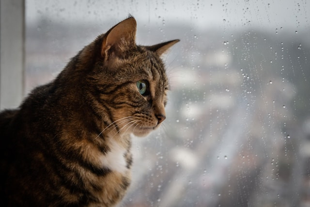 梅雨・湿気に負けない！シニアとペットが年中快適に暮らす住まいの条件の画像