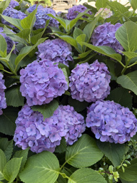 花博士チームの画像
