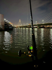 シーバス釣り　　<゜)))彡の画像