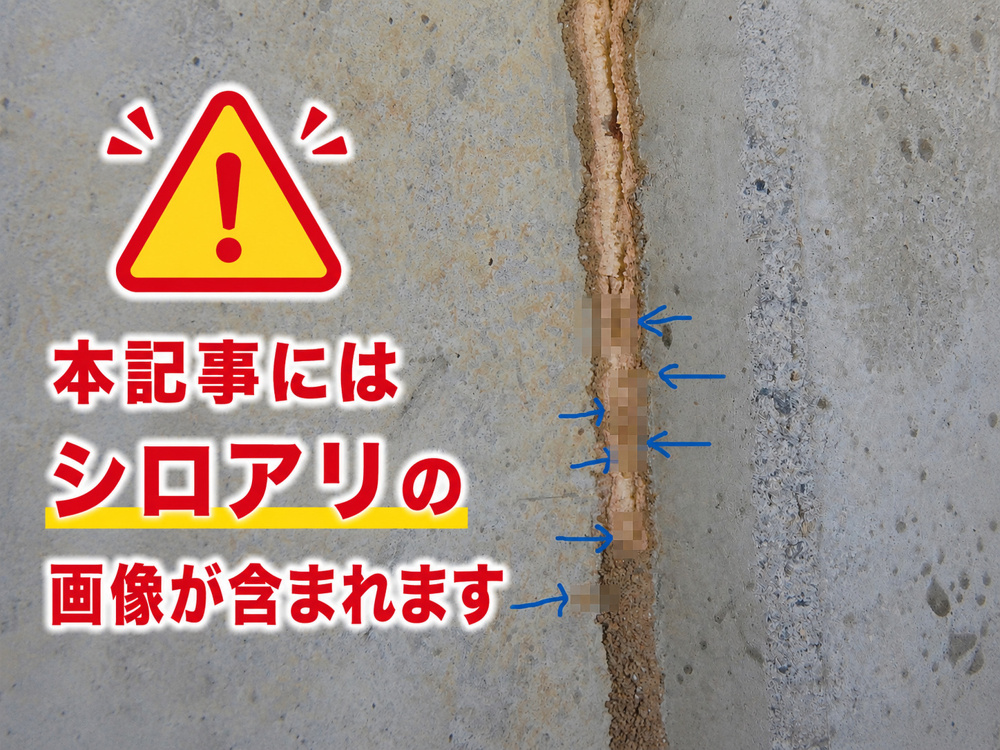 シロアリ被害を発見！床下点検を実施しました！の画像