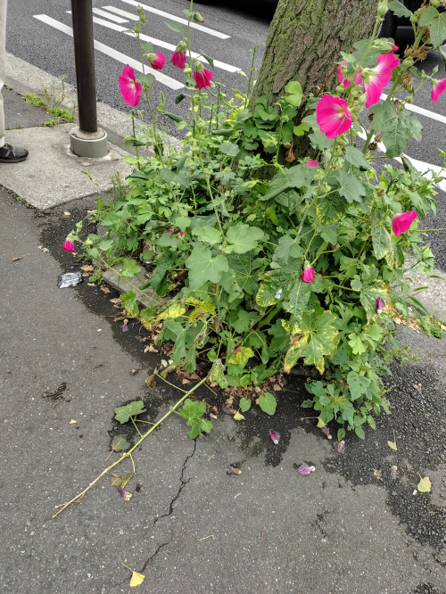 タチアオイについての画像