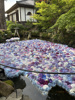 季節限定のあじさい水中華が幻想的でした!の画像