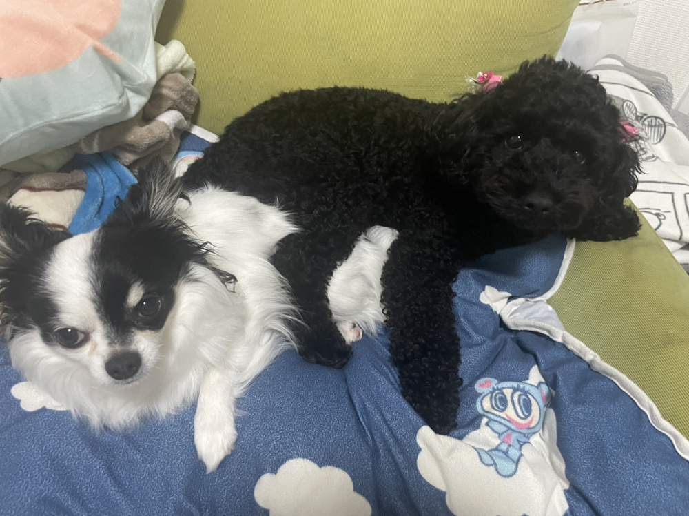 最近の愛犬たちの画像