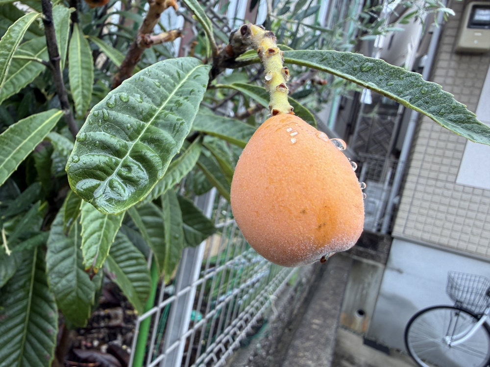 3日連続の雨～今朝はちょっとマシになってきました！の画像